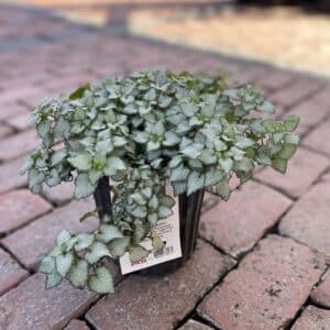 Lamium Beacon Silver 3QT