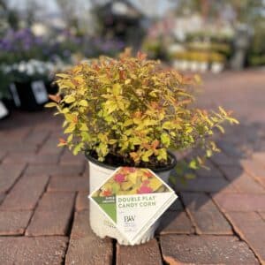 Spirea Candy Corn #1
