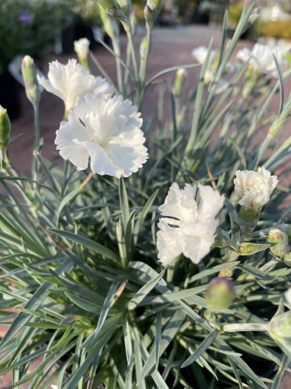 Dianthus Angel of Purity #1 - Image 2