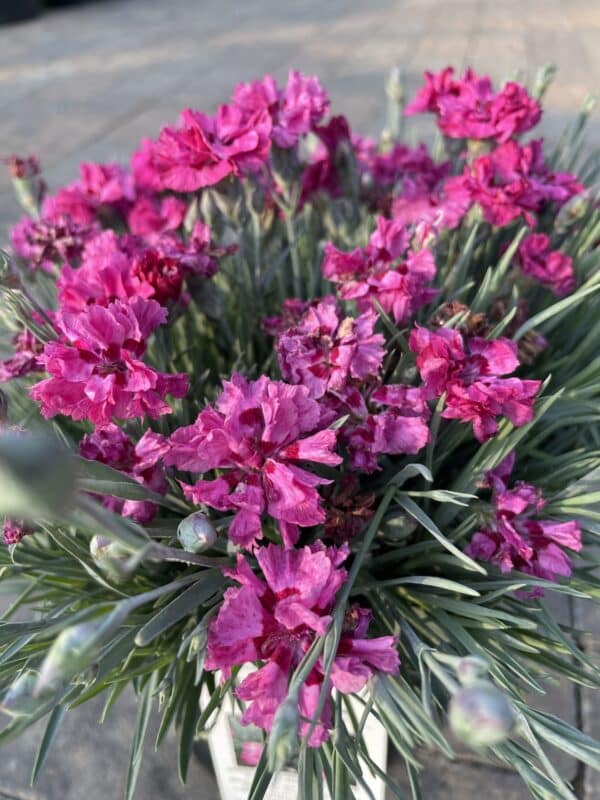 Dianthus Cute as a Button - Image 2