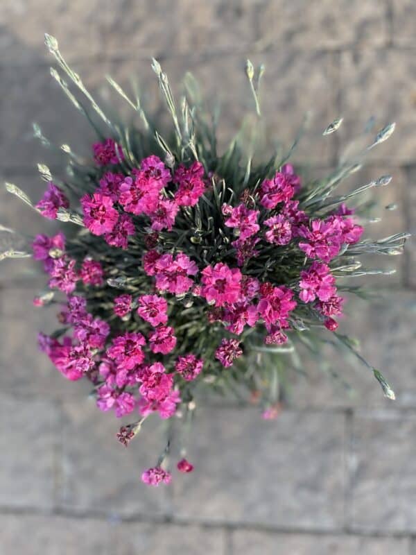 Dianthus Cute as a Button - Image 3