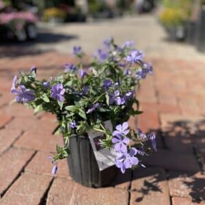 Woodland Phlox Blue Moon #1