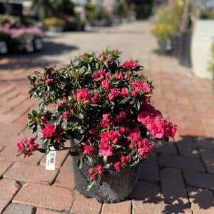 Azalea Hershey Red #3