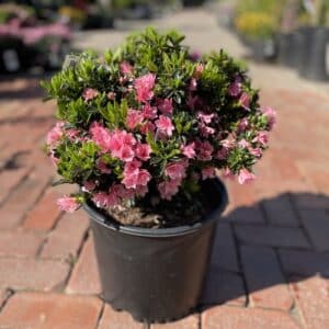 Azalea Coral Bells #3
