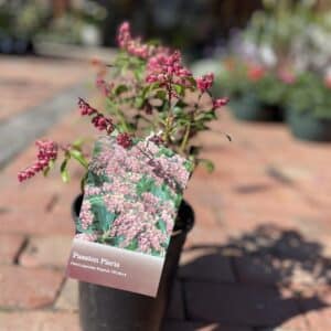 Pieris Passion #1