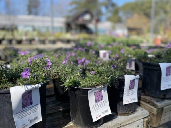 Creeping Phlox Purple Beauty #1 - Image 2