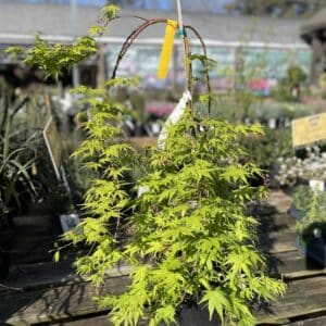 Japanese Maple Ryusen weeping