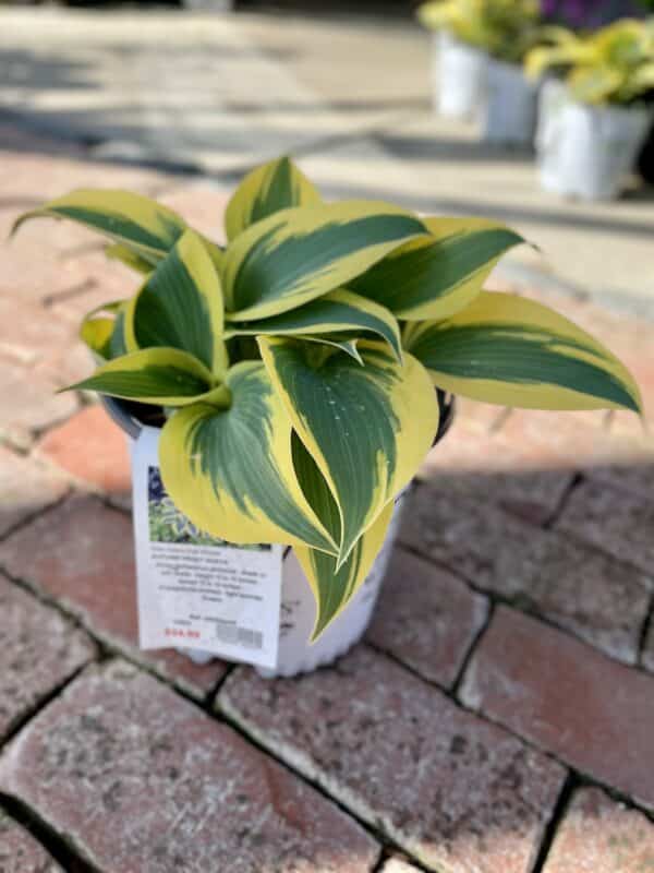 Hosta Autumn Frost 3qt