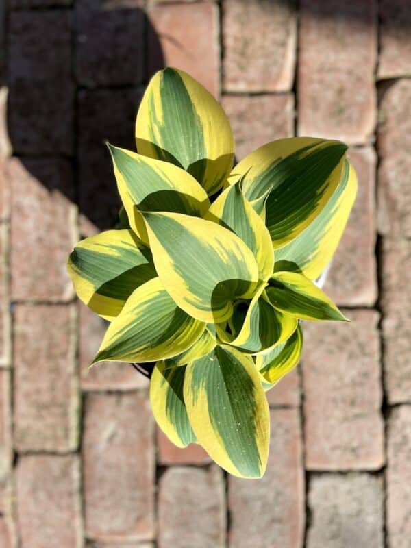 Hosta Autumn Frost 3qt - Image 2