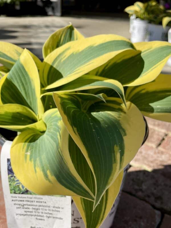 Hosta Autumn Frost 3qt - Image 3