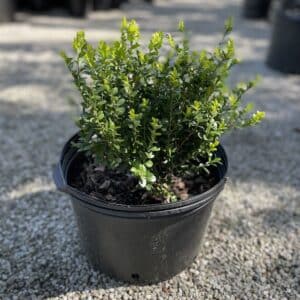 Boxwood Little Missy #2/3