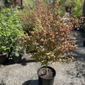 Japanese Maple Murasaki Kiyohime #5