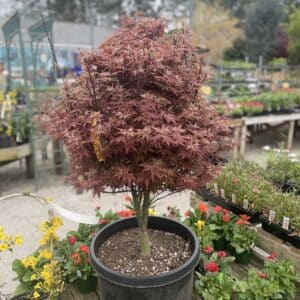 Japanese Maple Rhode Island Red #10