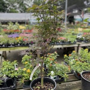 Japanese Maple Rhode Island Red #3