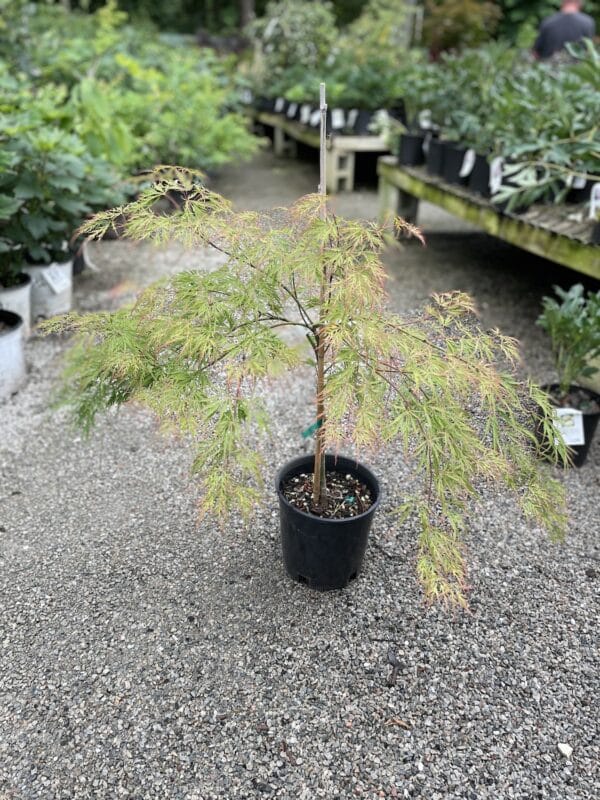 Japanese Maple Mikawa Yatsubusa #5