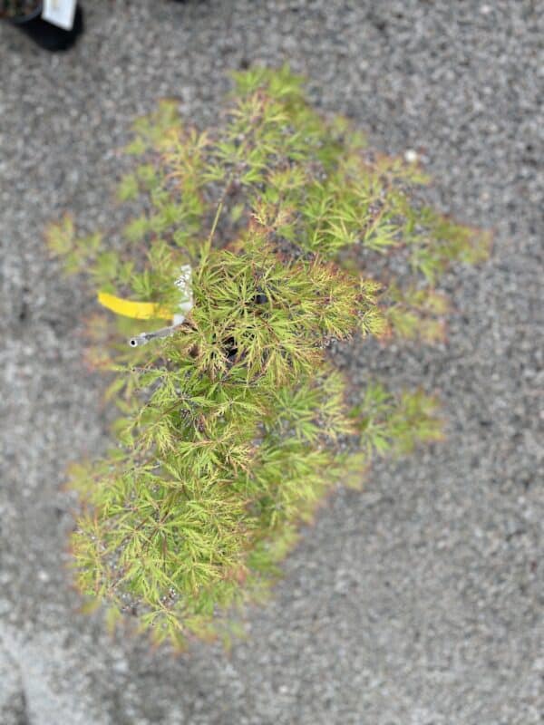 Japanese Maple Viridis #2/3 - Image 2