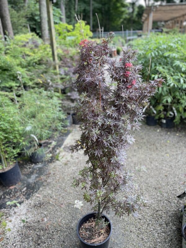 Japanese Maple Mikawa Yatsubusa #5