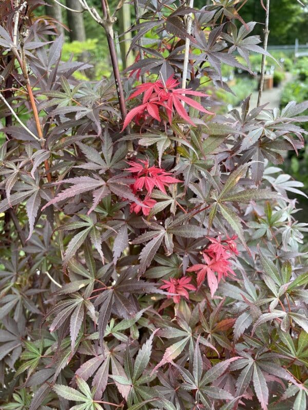 Japanese Maple Skeeters Broom #5 - Image 2
