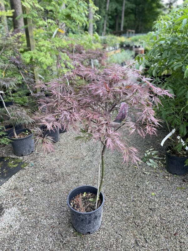 Japanese Maple Mikawa Yatsubusa #5