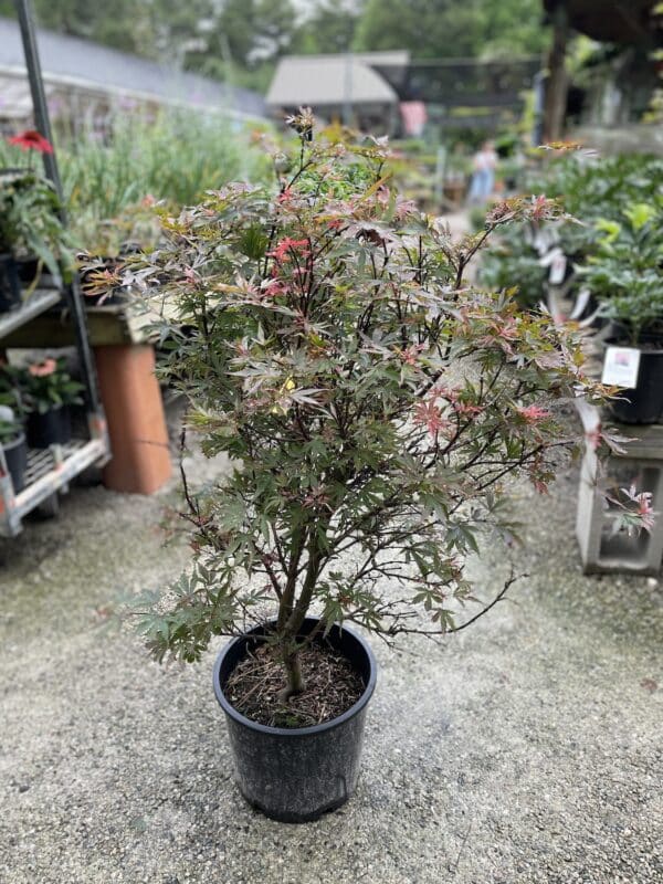 Japanese Maple Mikawa Yatsubusa #5