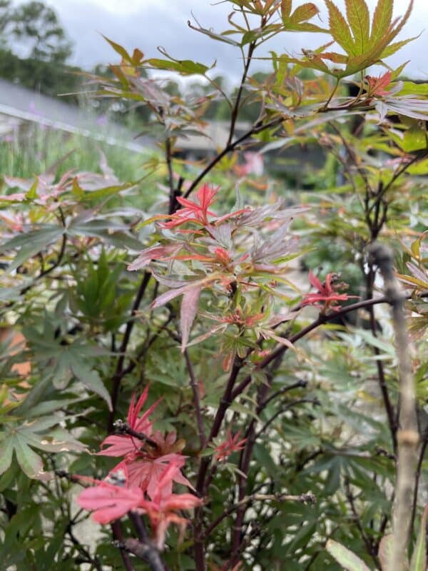Japanese Maple Shaina #5 - Image 2