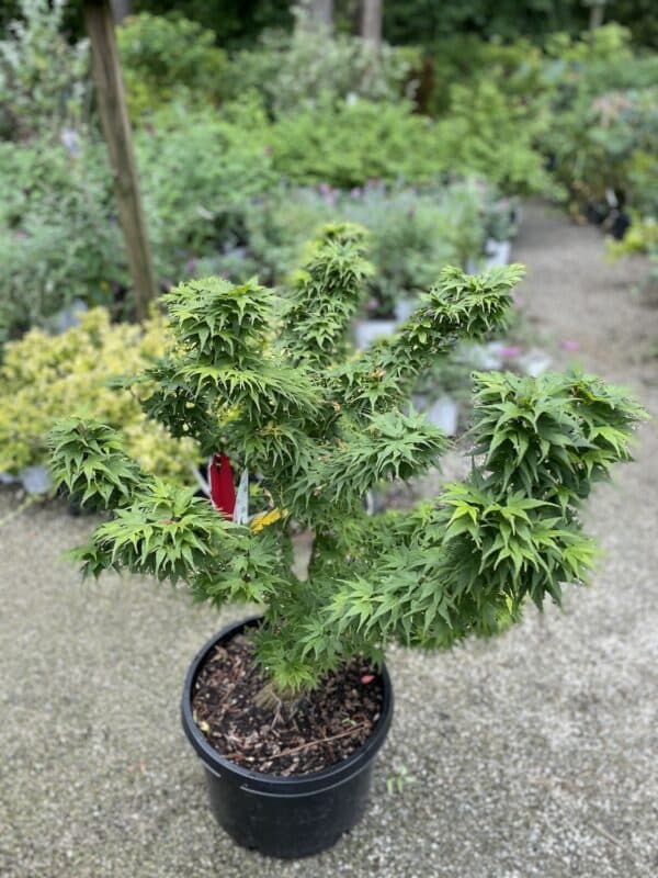 Japanese Maple Mikawa yatsubusa #10 - Image 2