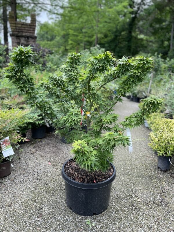 Japanese Maple Mikawa yatsubusa #10