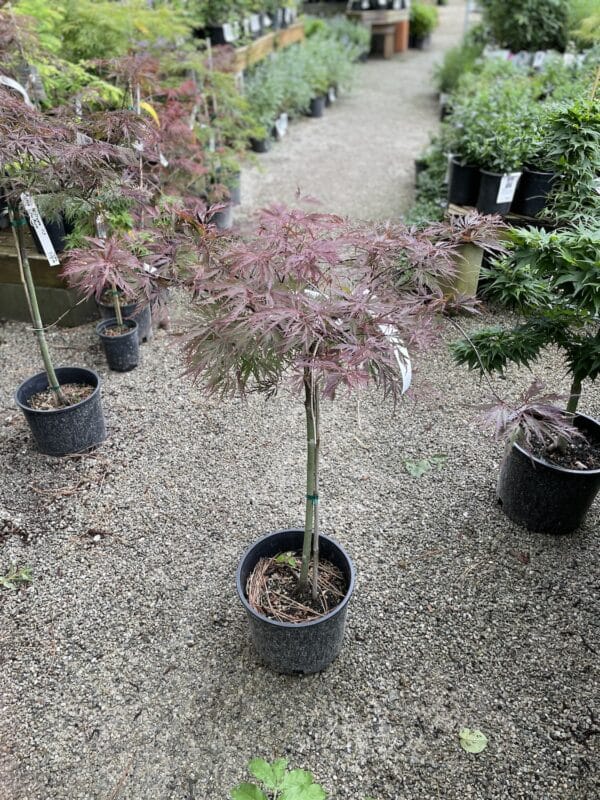 Japanese Maple Red Dragon #3 - Image 2