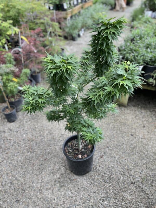 Japanese Maple Mikawa Yatsubusa #5