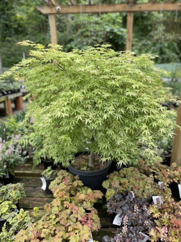 Japanese Maple Mikawa Yatsubusa #5