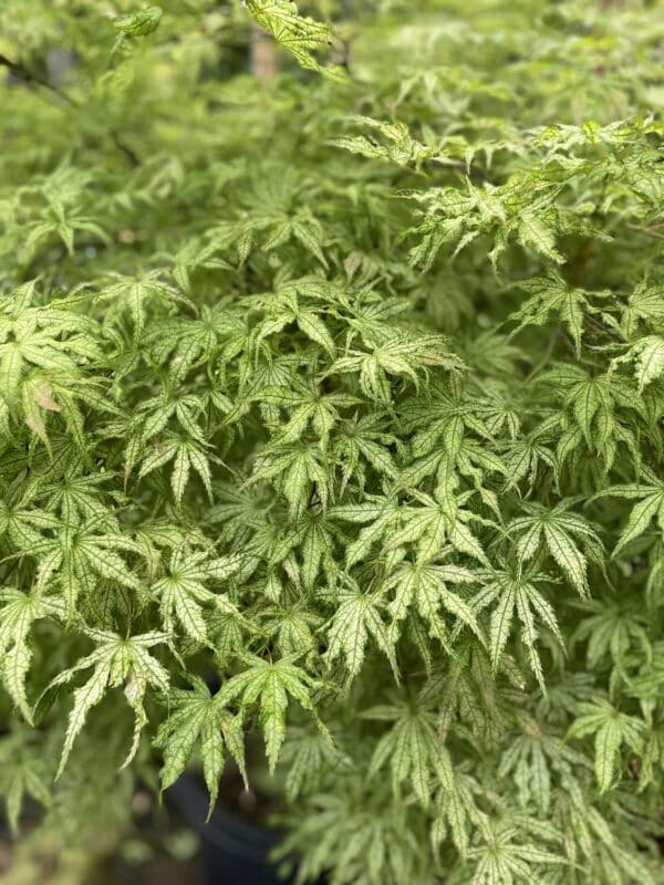 Japanese Maple Peaches n Cream #10 - Image 2