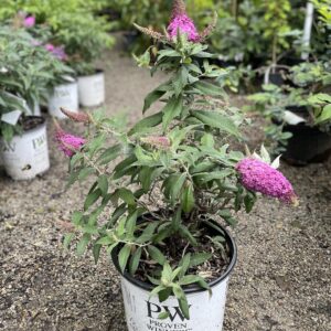 Butterfly Bush Pugster Pink