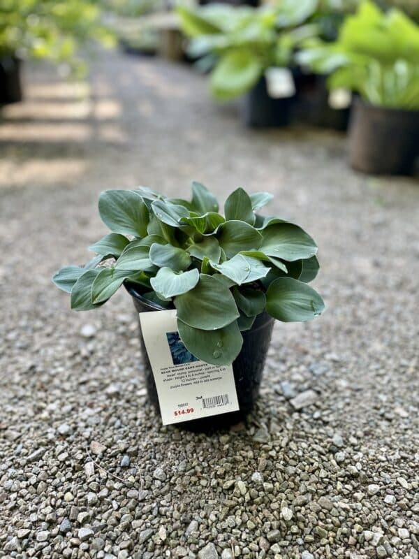 Hosta Blue Mouse Ears #1
