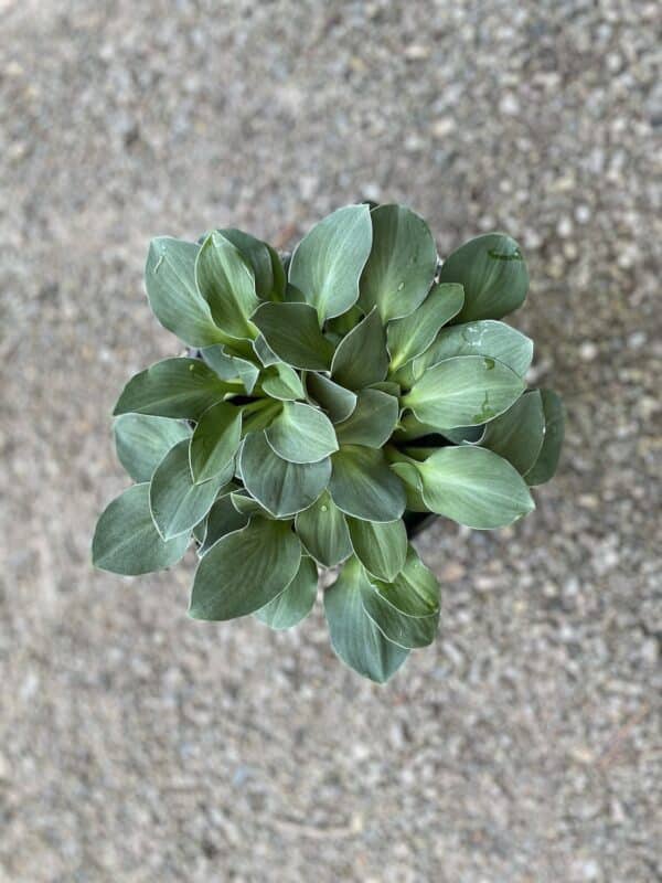 Hosta Blue Mouse Ears #1 - Image 2