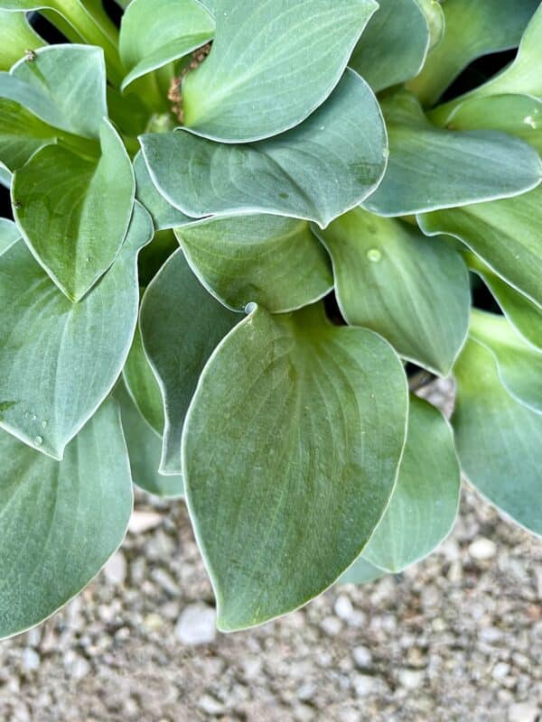 Hosta Blue Mouse Ears #1 - Image 3