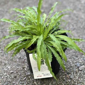 Hosta Party Streamers #1