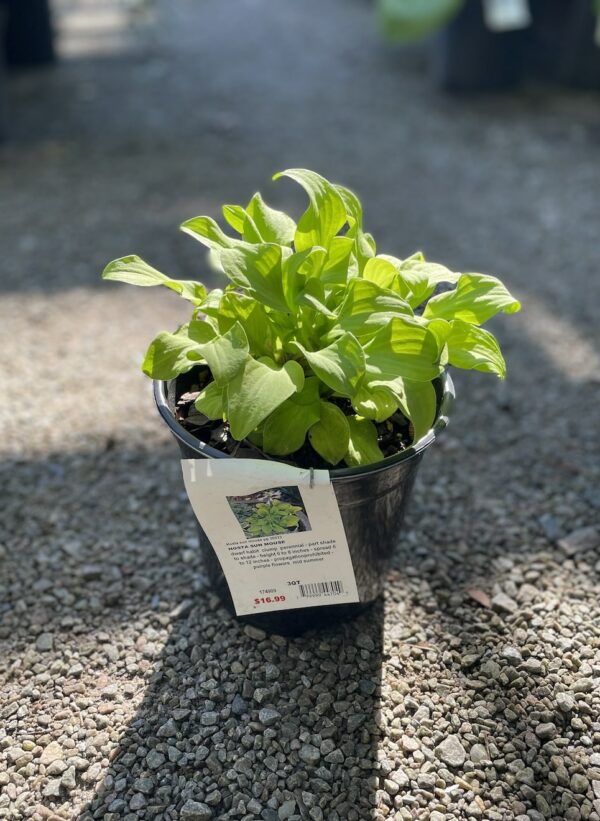 Hosta Sun Mouse #1