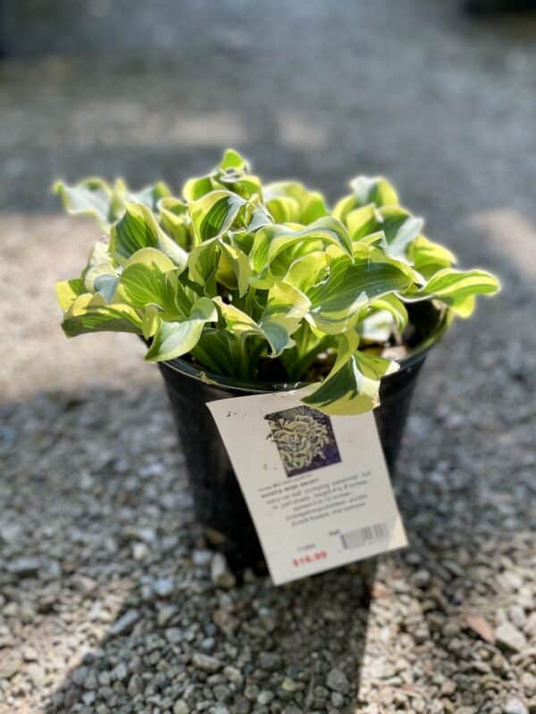 Hosta Mini Skirt #1