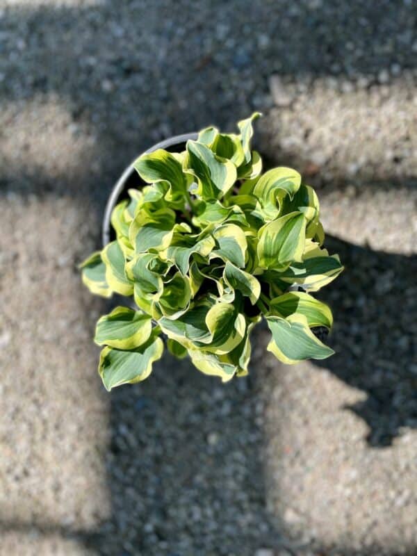 Hosta Mini Skirt #1 - Image 2