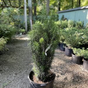 Yew Duke Gardens #3