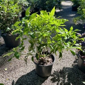 Illicium Orion #3