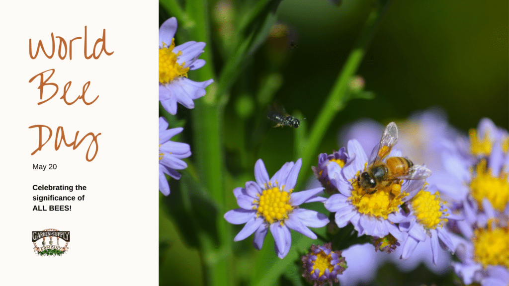 two native bees on a purple flower for world bee day May 20