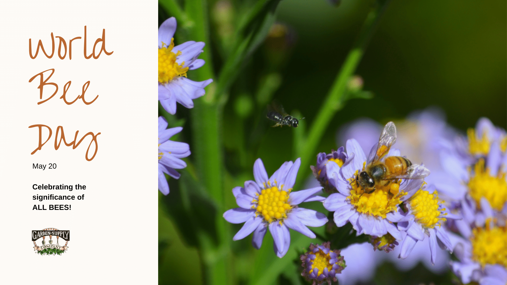 two native bees on a purple flower for world bee day May 20