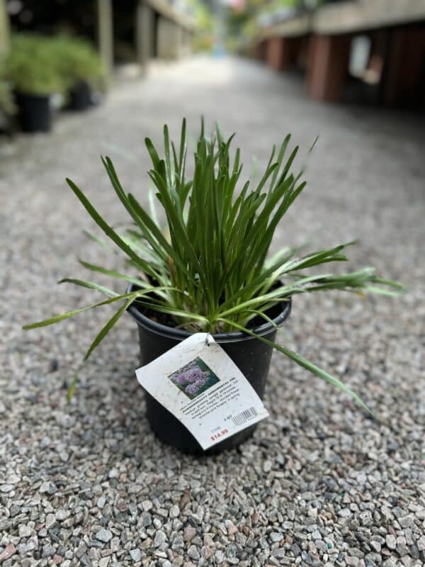Allium Summer Beauty #1