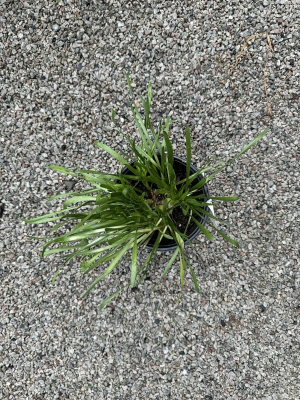 Allium Summer Beauty #1 - Image 2