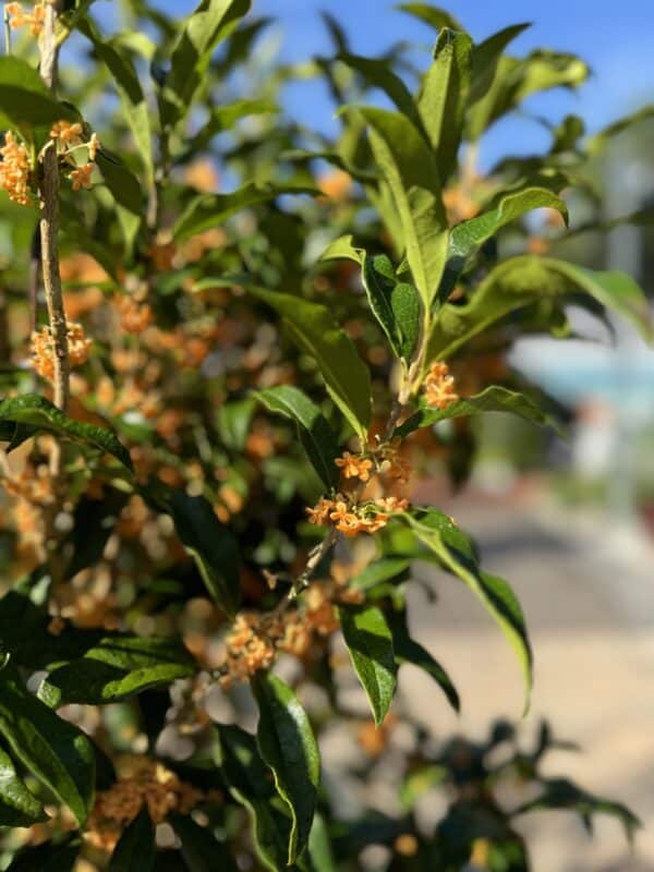 Orange Tea Olive #15 - Image 2
