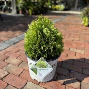 Arborvitae Anna's Magic Ball#2