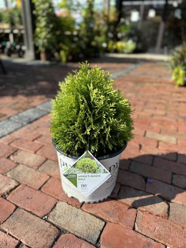 Arborvitae Anna's Magic Ball#2