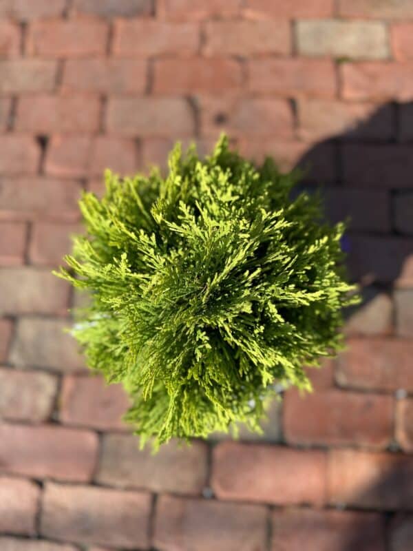 Arborvitae Anna's Magic Ball#2 - Image 2