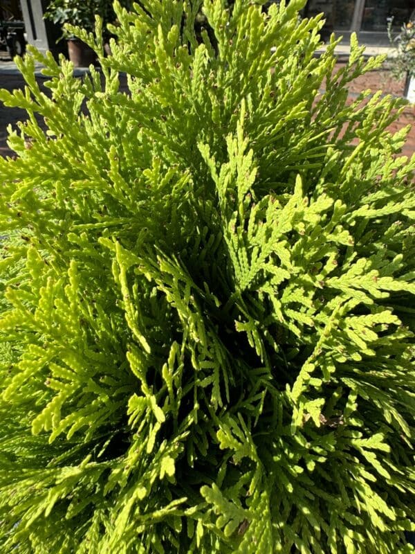 Arborvitae Anna's Magic Ball#2 - Image 3